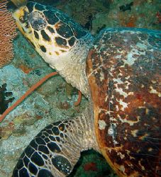 Hawksbill turtle under an overhang on Kudi Ra Thila, Sout... by Carl Wrightson 